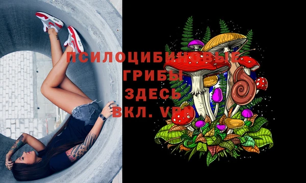 ПСИЛОЦИБИНОВЫЕ ГРИБЫ Няндома