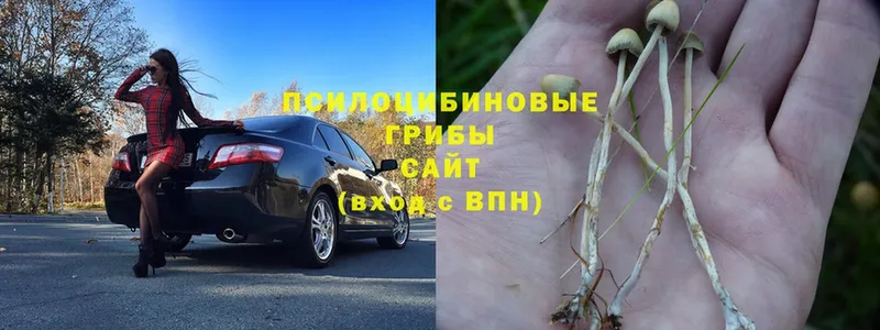 наркотики  Россошь  Галлюциногенные грибы Psilocybe 